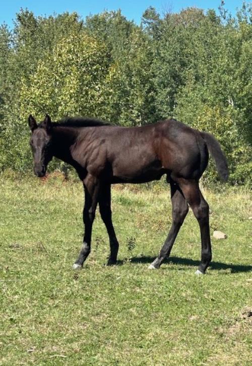 #04 Name Pending - 20 Jun 25, AQHA, Black, Colt (Robins Cooke) X (Blue Zan Holly)